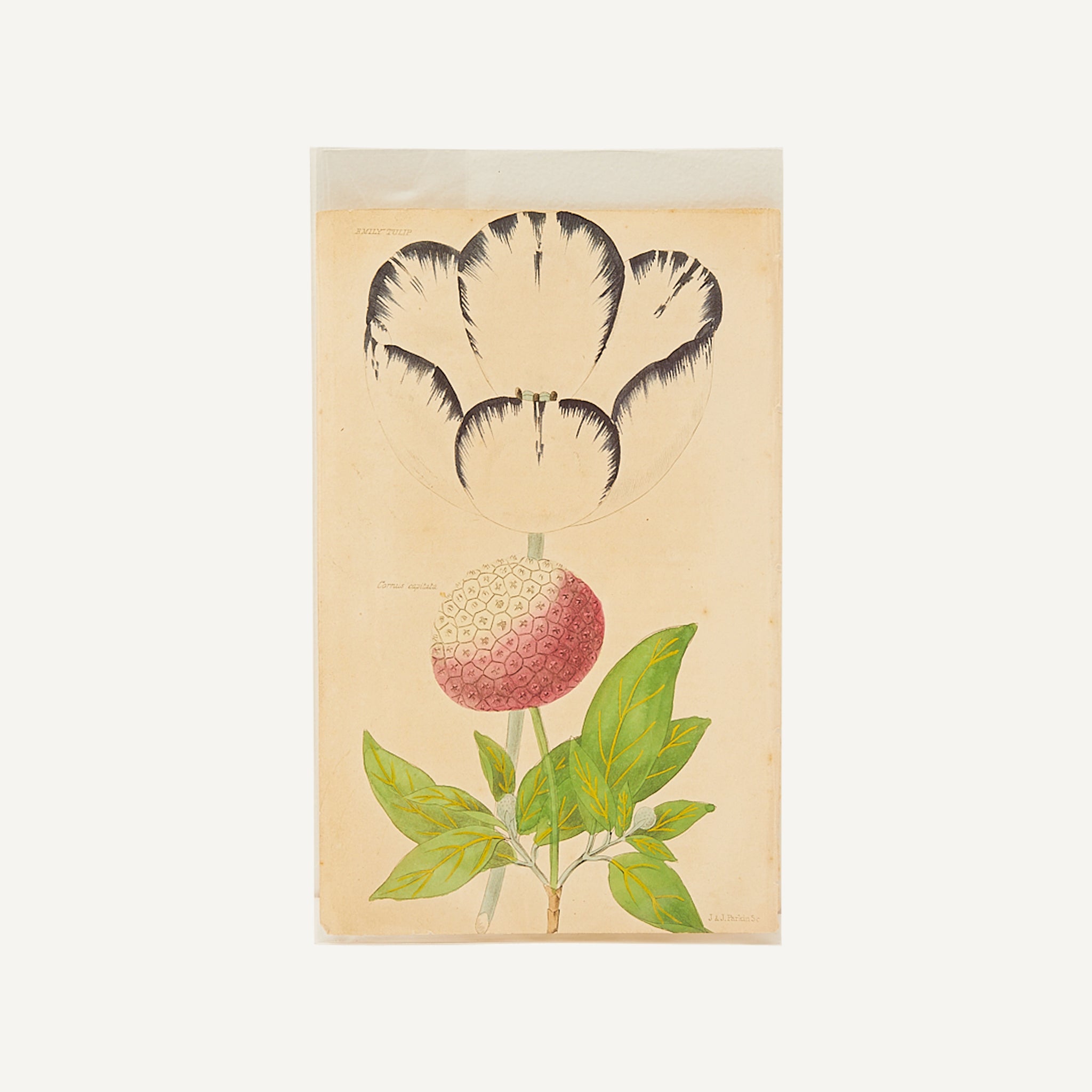 ANTIQUE HAND COLORED BOOKPLATE ENGRAVING