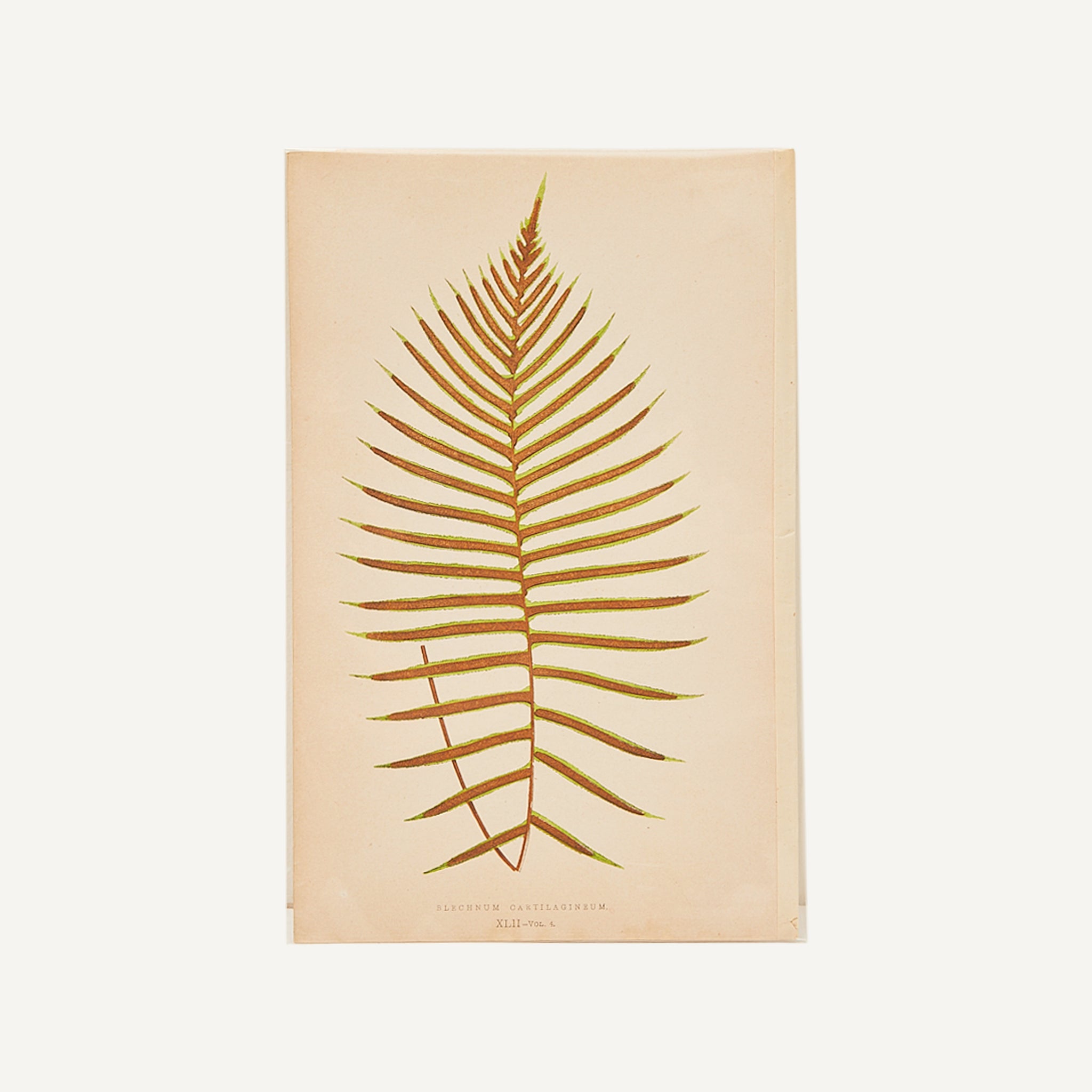 ANTIQUE HAND COLORED BOOKPLATE ENGRAVING