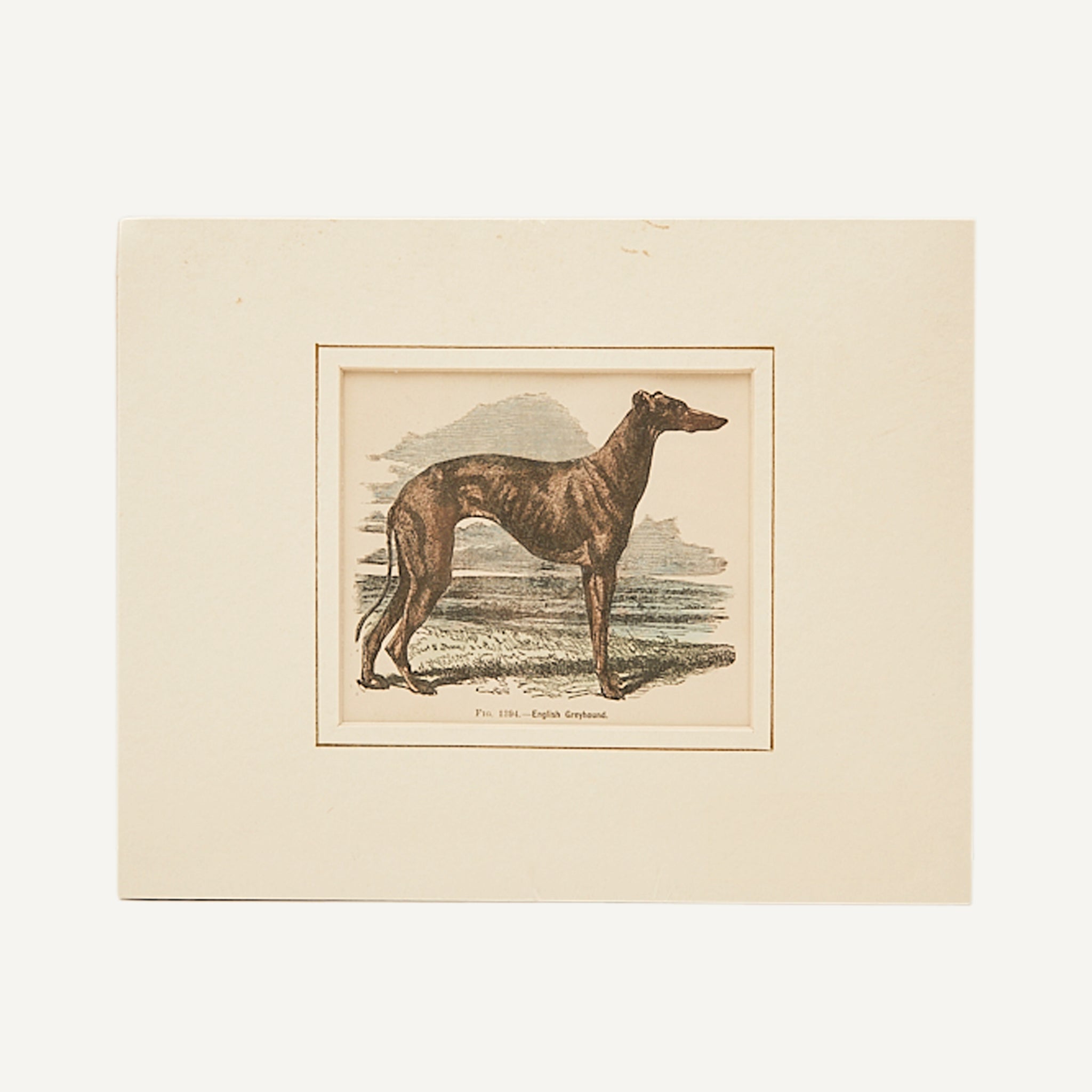 ANTIQUE ENGLISH GREYHOUND ENGRAVING