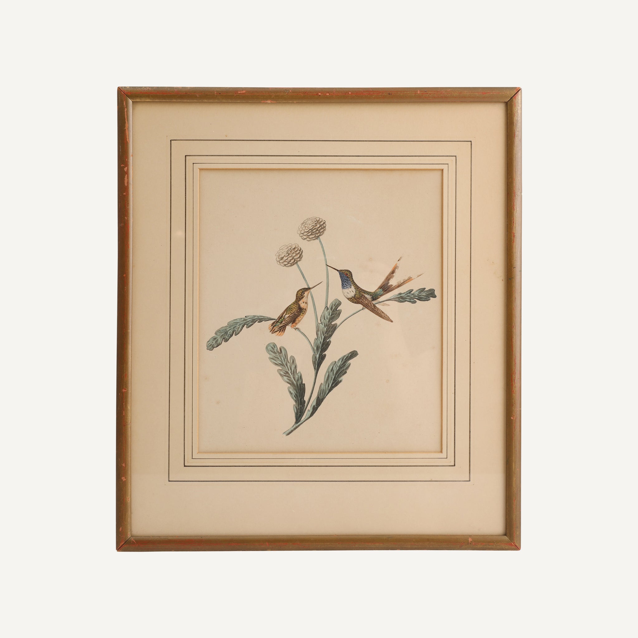 ANTIQUE HAND COLORED HUMMINGBIRDS PRINT