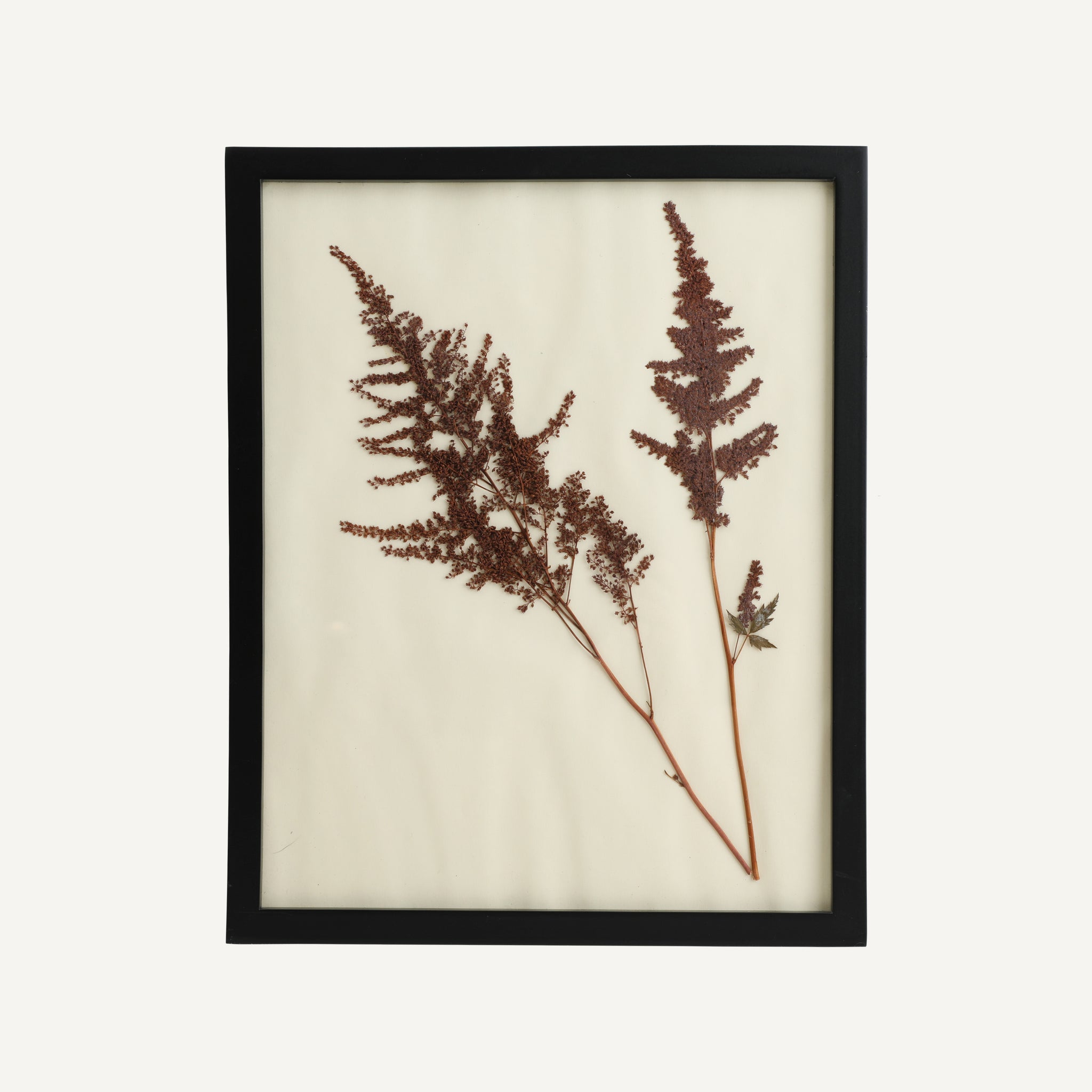 ANTIQUE FRAMED HERBARIUM