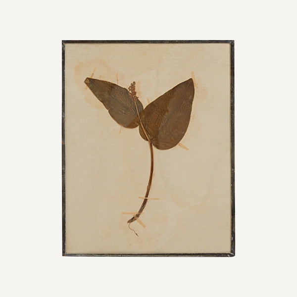 ANTIQUE PRESSED HERBARIUM