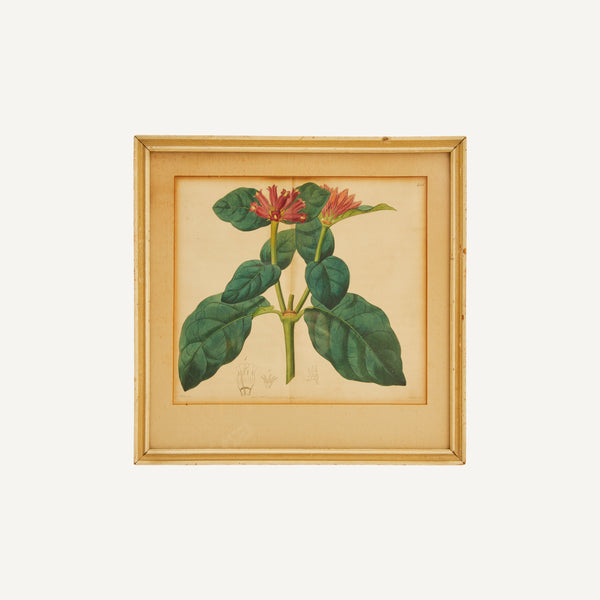 ANTIQUE BOTANICAL PRINT