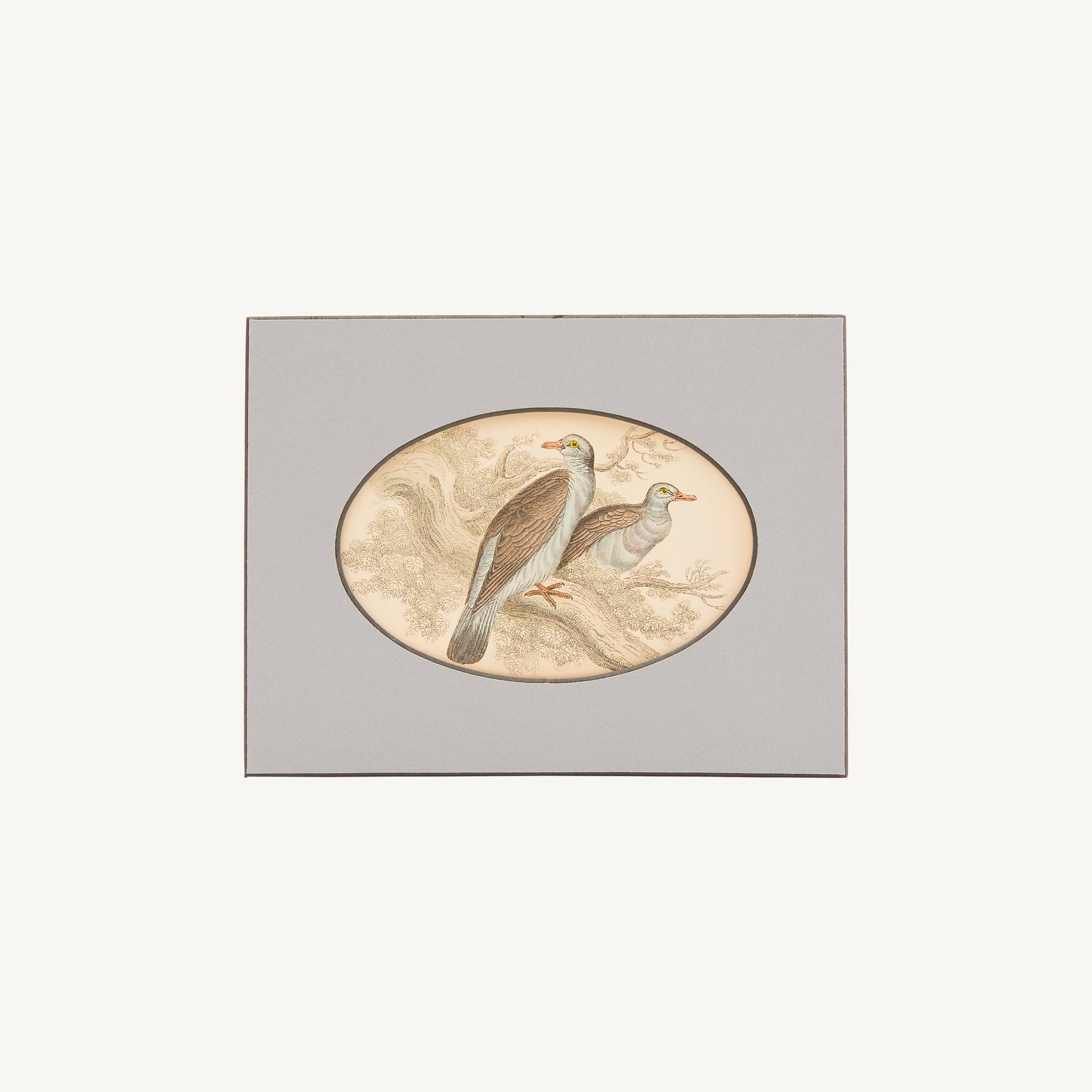 ANTIQUE HAND COLORED BIRD PRINT