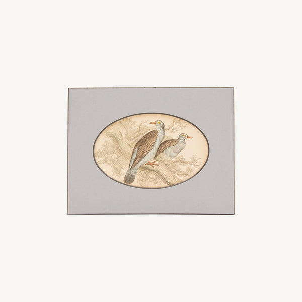 ANTIQUE HAND COLORED BIRD PRINT