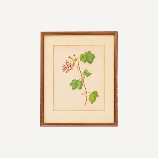 ANTIQUE HAND COLORED BOTANICAL PRINT