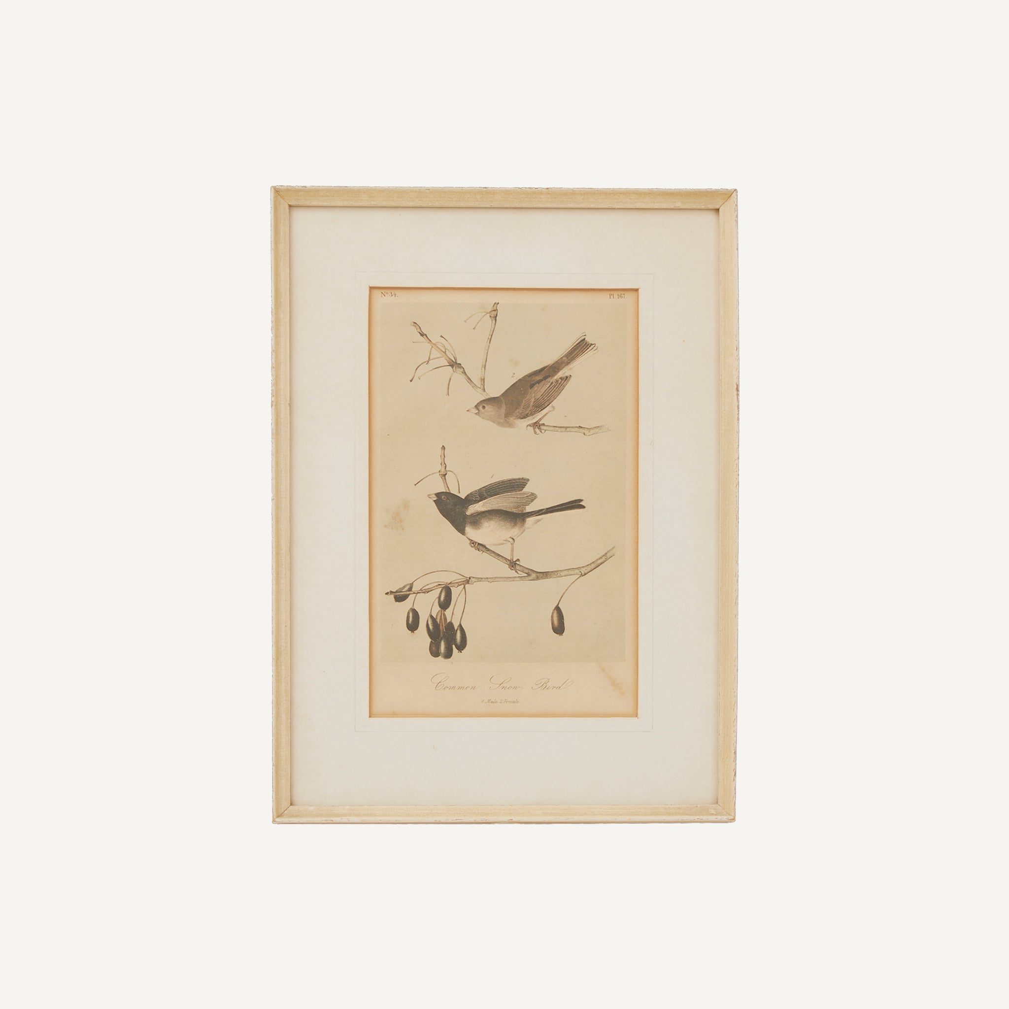 ANTIQUE HAND COLORED BIRD PRINT
