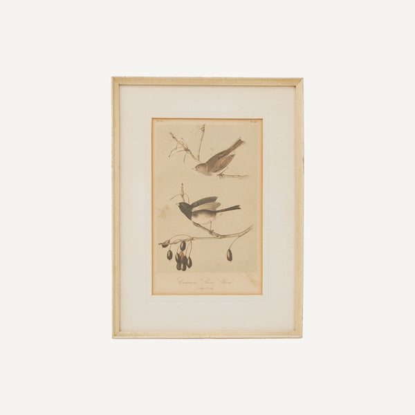 ANTIQUE HAND COLORED BIRD PRINT
