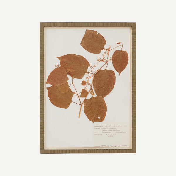 VINTAGE FRAMED HERBARIUM