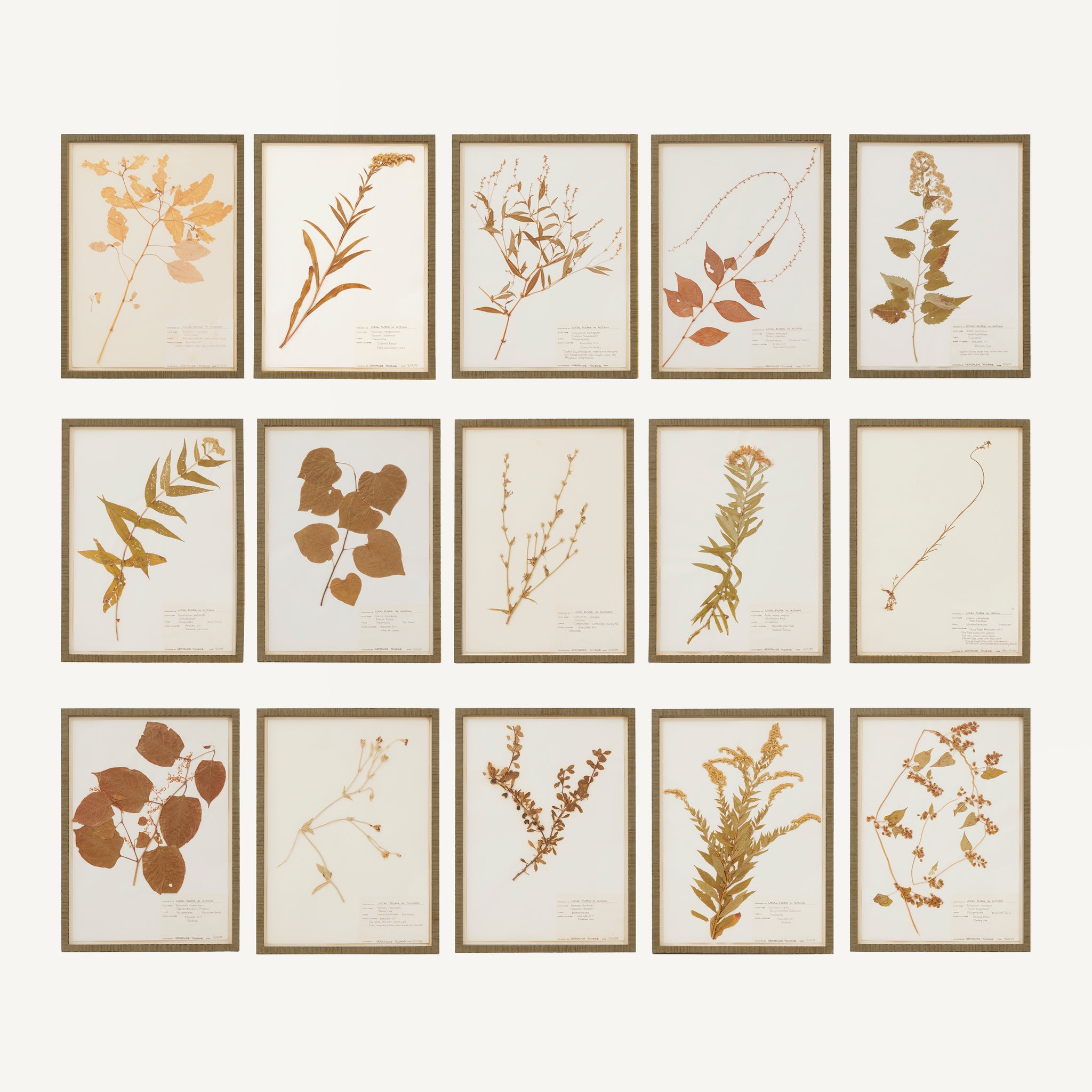 ANTIQUE FRAMED HERBARIUM SET