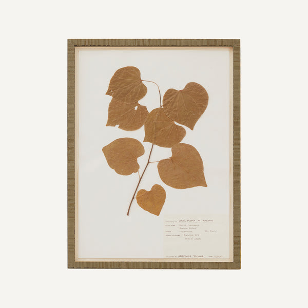 VINTAGE FRAMED HERBARIUM
