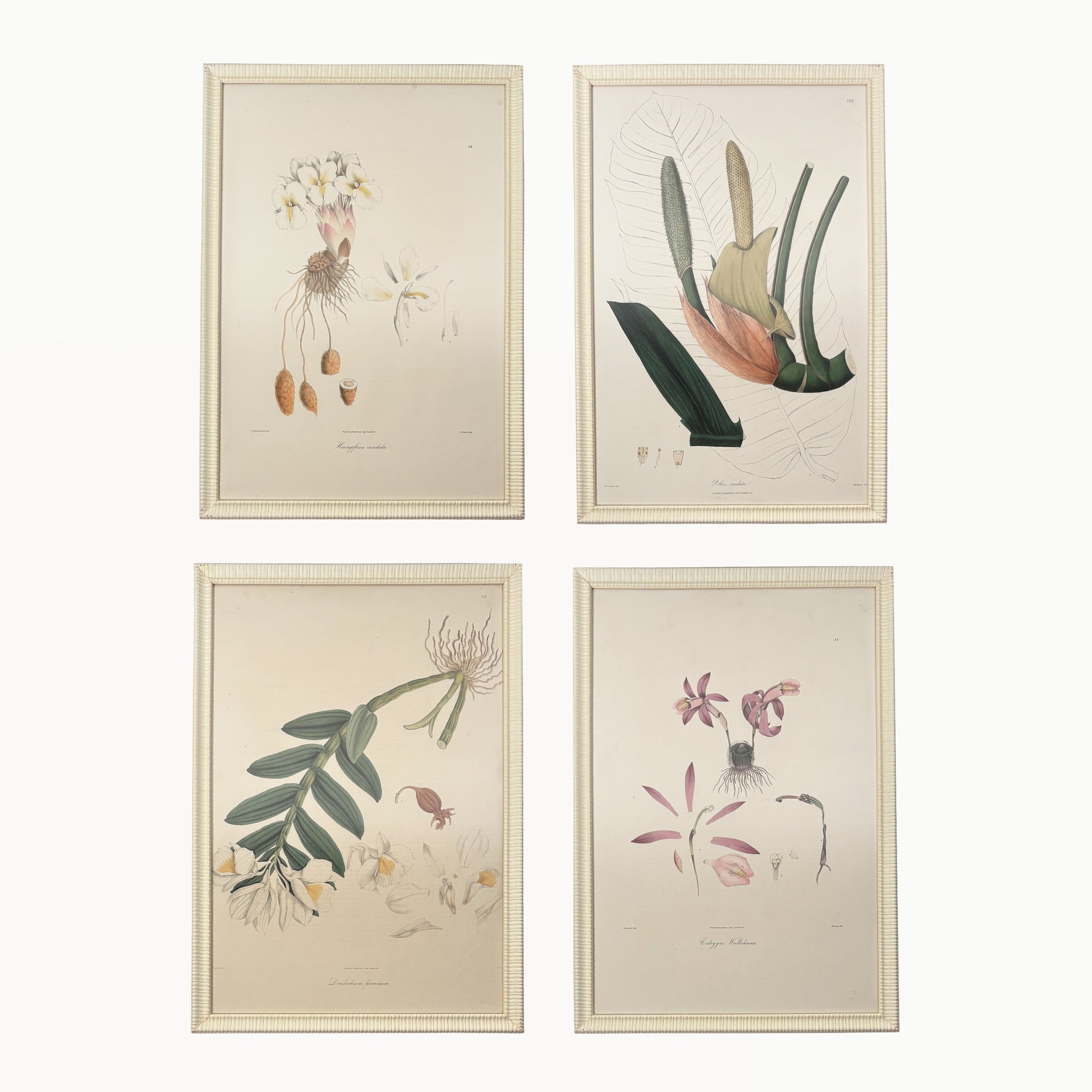 ANTIQUE HAND COLORED BOTANICAL PRINT