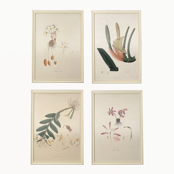 ANTIQUE HAND COLORED BOTANICAL PRINT