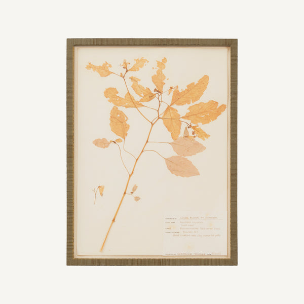 VINTAGE FRAMED HERBARIUM